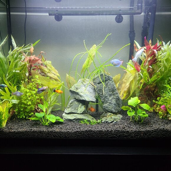 Meet your Posher, Tamara - Picture 5 of 8